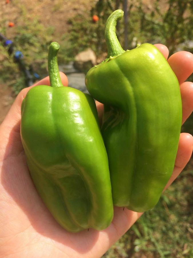 Agriturismo Turudhis Tortolì Eksteriør billede